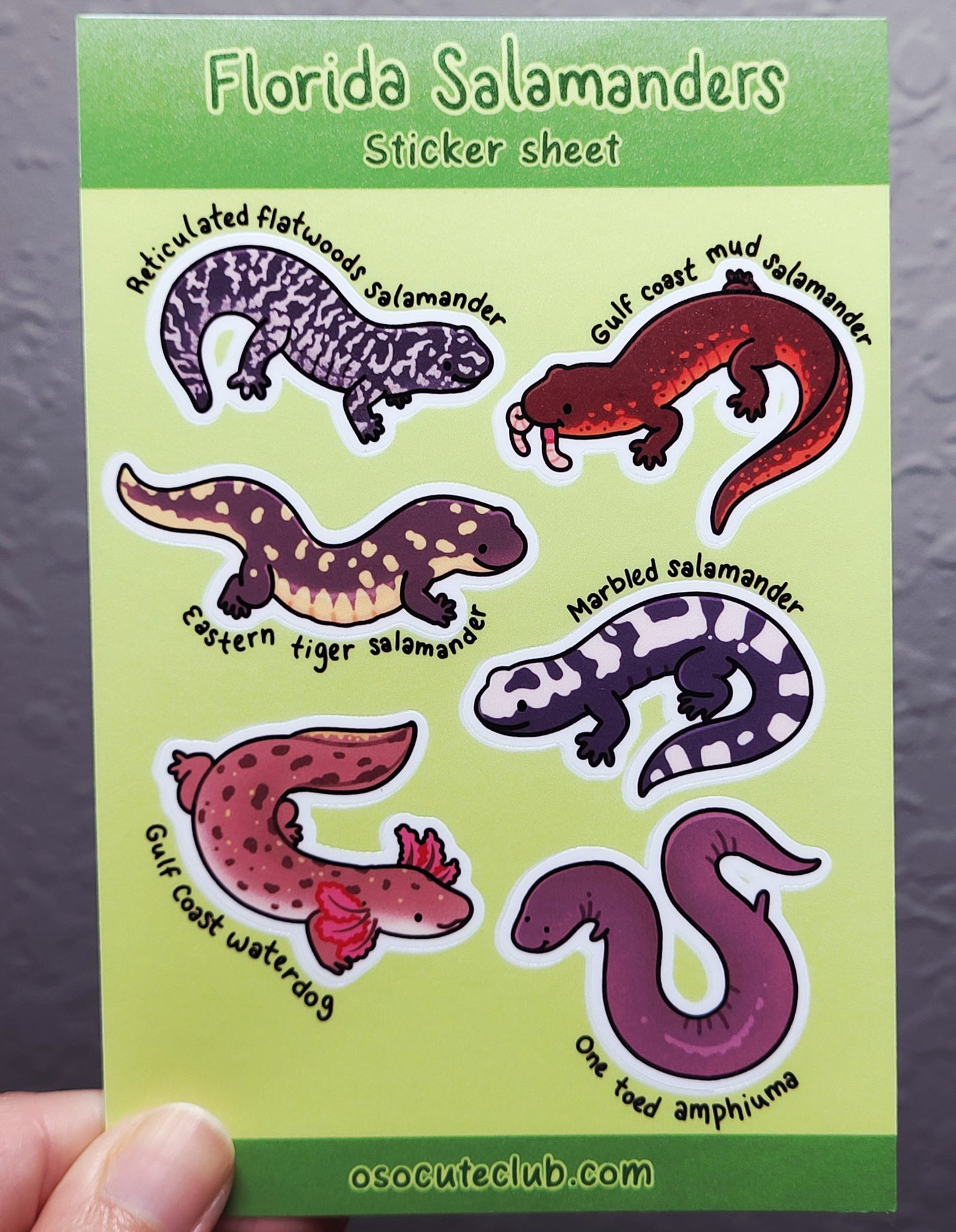 Florida Salamanders Sticker Sheet