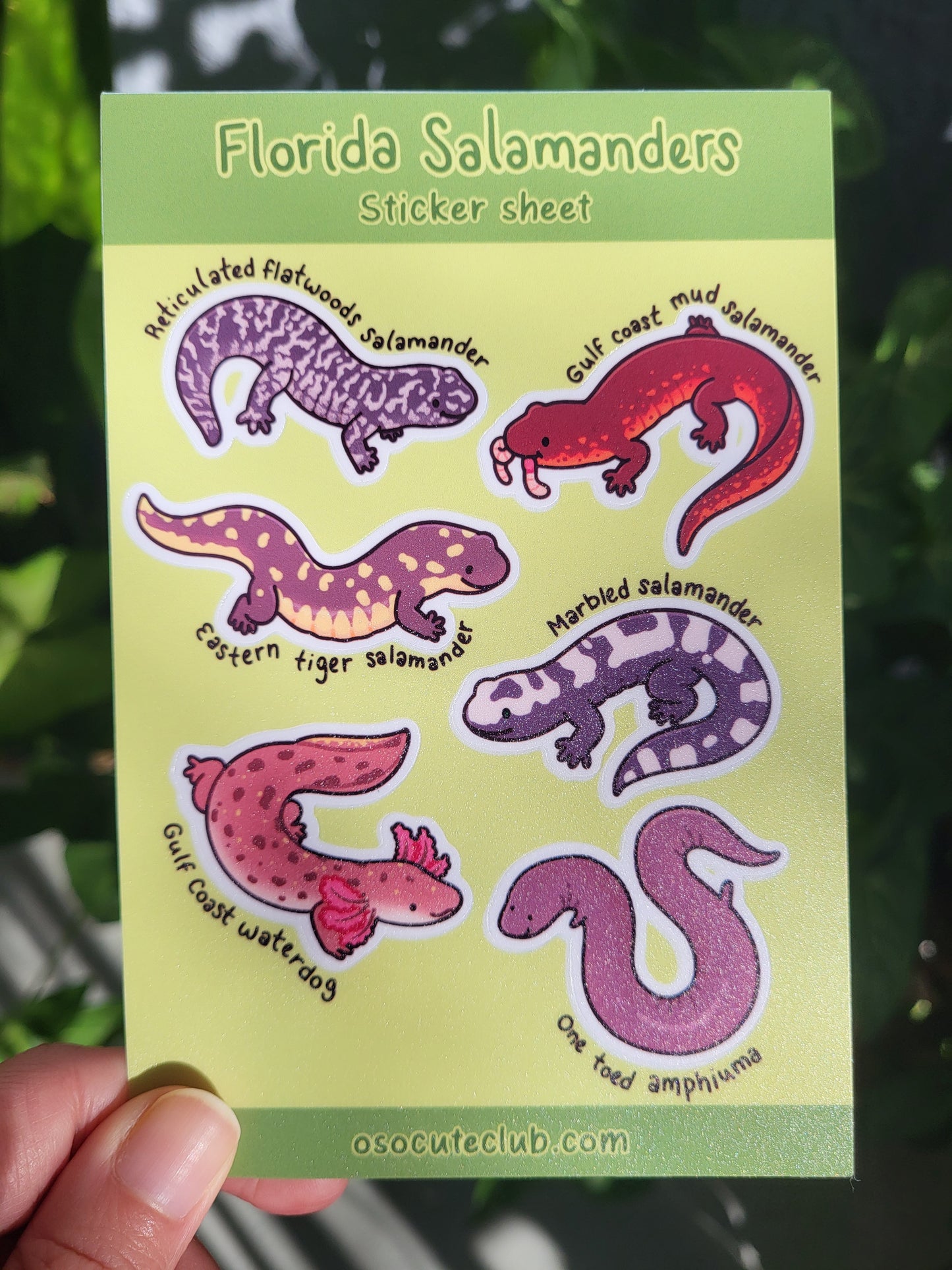 Florida Salamanders Sticker Sheet