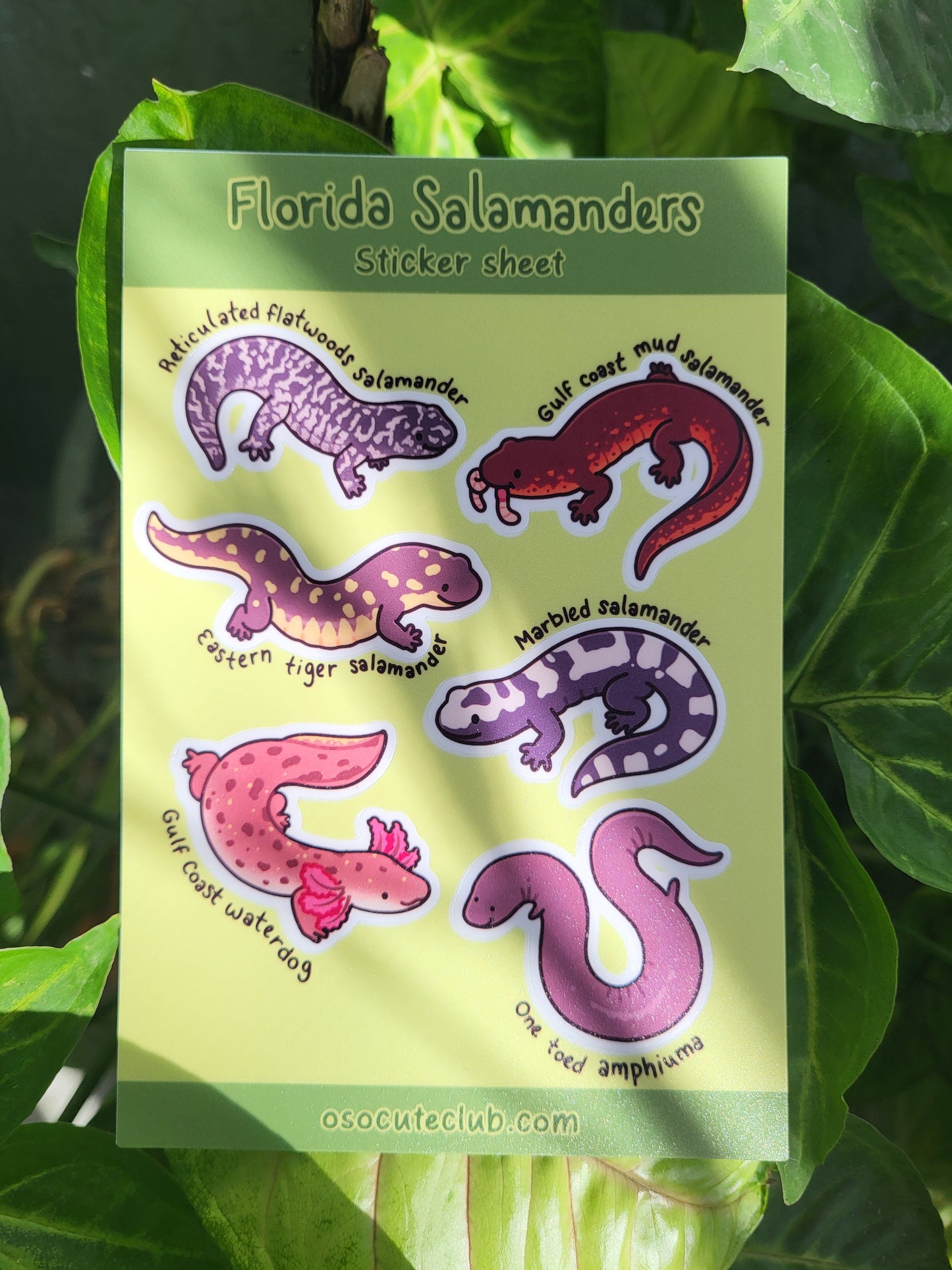 Florida Salamanders Sticker Sheet